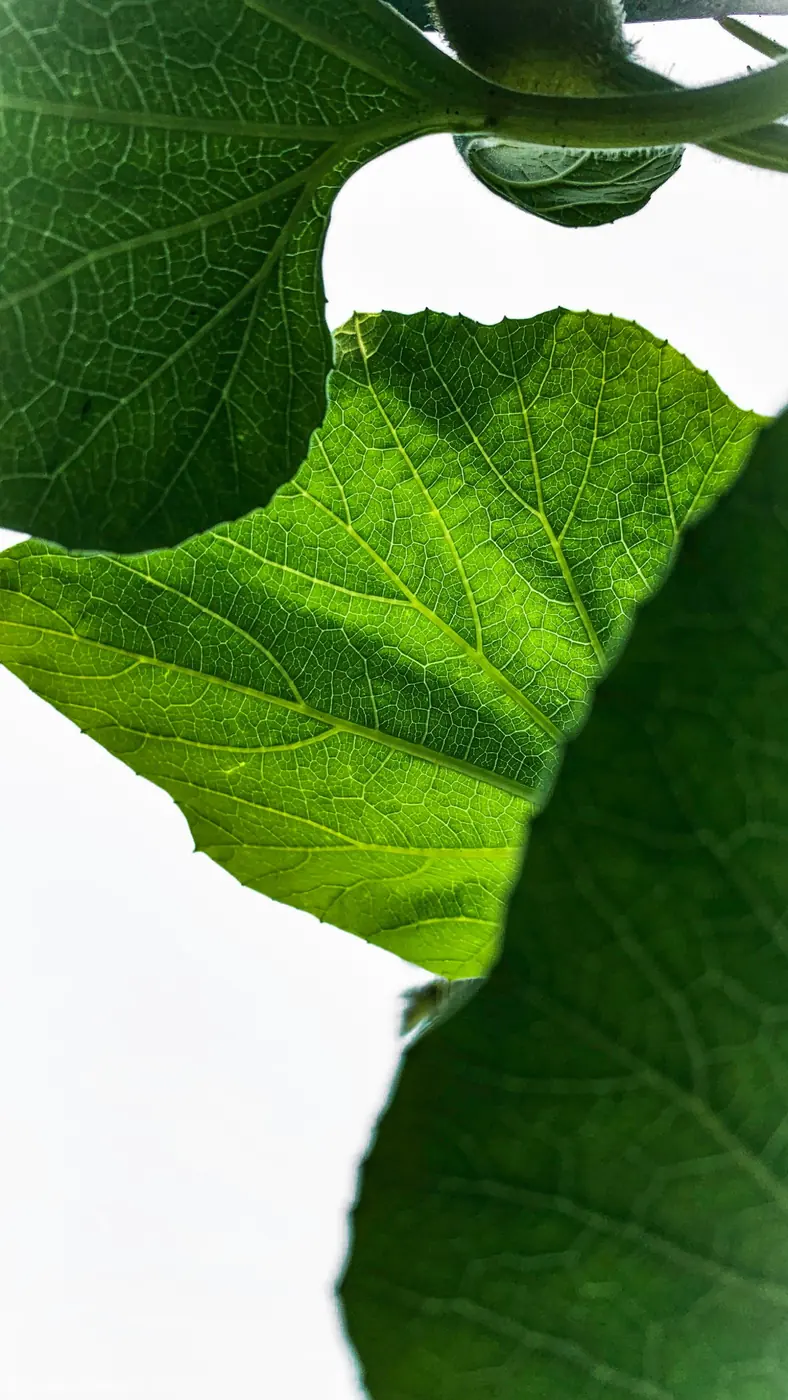 Bright green leaves seen from below, backlit against a white sky