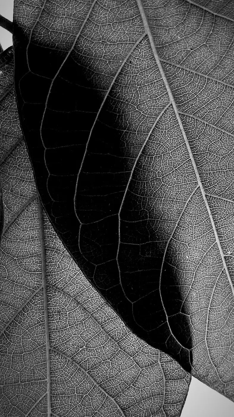 Overlapping leaves in black and white, every vein visible, one leaf in deep shadow